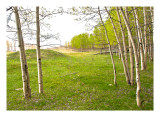 Stand of Aspens