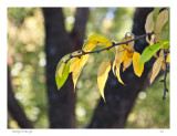 Osage  Orange