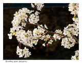 Bradford Pear blossoms