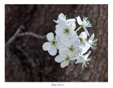 Sprig of bloom