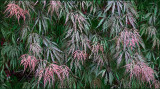 Japanese Maple