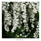 Bridal Wreath