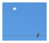 Bird on a wire