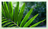 Natures Fan