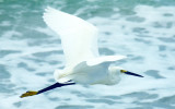 Egret in flight.jpg