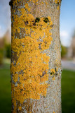 April 19 11 Vancouver Churchyard Trees-011-2.jpg