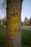 April 19 11 Vancouver Churchyard Trees-011-RCT-1.jpg