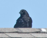 Aug 3 2011 Crow-012.jpg