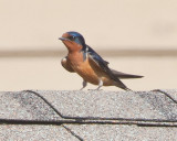 Aug 3 2011 Bird-024.jpg