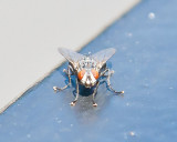 Aug 4 2011 Deck Flies 5D-021.jpg