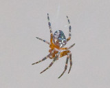 Aug 4 2011 Deck Spider 1D-003.jpg