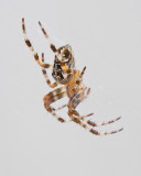 Sep 11 2011 Spider-015-3.jpg