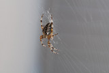 Sep 21 2011 Spider On The Deck-005.jpg
