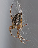Spider On The Deck With Focus Stacking! Sep 21 '11
