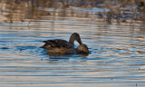 Dec 20 07 Ridgefield WL Refuge-168.jpg