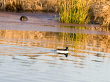 Dec 20 07 Ridgefield WL Refuge-190.jpg