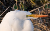 Dec 20 07 Ridgefield WL Refuge-332-2.jpg