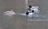 Jan 9 08 Critter Lake 1D-16.jpg