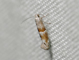 0428   Cedestis subfasciella  9272.jpg