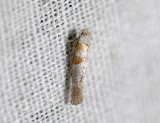 0427   Cedestis gysseleniella  2302.jpg