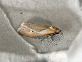 1180   Phtheochroa inopiana  210.jpg