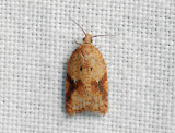 1261   Acleris ferrugana  109.jpg
