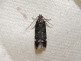 1032 Neofriseria peliella 054.jpg
