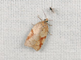 1262   Acleris notana  062.jpg