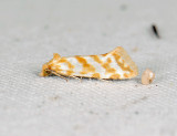 1204   Aethes margaritana  055.jpg