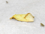 1197   Agapeta hamana  308.jpg