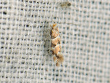 0386   Phyllonorycter trifasciella  097.jpg