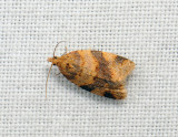 1298   Epagoge grotiana  070.jpg