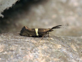 0493   Eidophasia messingiella  064.jpg