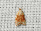 1236   Aleimma loeflingiana  097.jpg