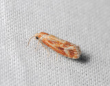 1519   Rhyacionia buoliana  099.jpg