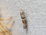 0428   Cedestis subfasciella  007.jpg