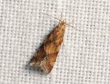 1118 Brachmia blandella 044.jpg