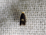 0108   Ectoedemia intimella  248.jpg