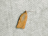 1262   Acleris notana  269.jpg