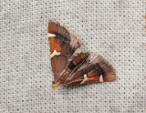 1709   Pyralis regalis  006.jpg