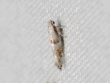 0428   Cedestis subfasciella  121.jpg