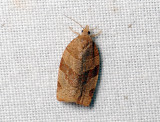1317   Pandemis cinnamomeana  020.jpg
