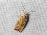 0563   Agonopterix nervosa  067.jpg