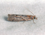 1735   Selagia spadicella  038.jpg