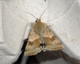 2723   Heliothis viriplaca  063.jpg