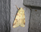 2748   Xanthia icteritia  025.jpg