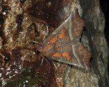 2623   Scoliopteryx libatrix  1003.jpg