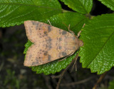 2750   Xanthia ocellaris  018.jpg