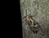 2980 Agrotis vestigialis 060.jpg