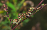 2682   Cucullia argentea  087.jpg